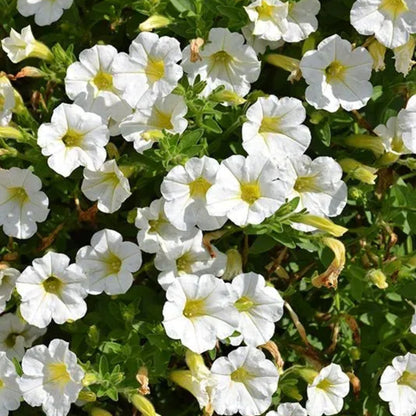 🌱Пролетна промоция🌸Семена от петунии