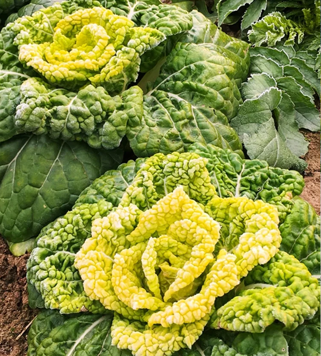 Семена на Brassica Narinosa (Wu Tat Choy)