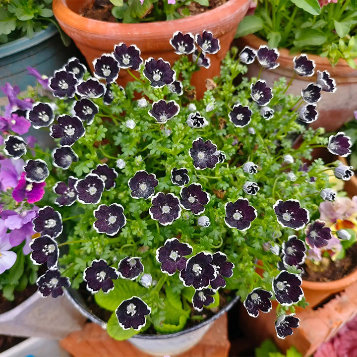 🌸рядък Семена „Бейби Блу Айс“-🌱Лесно за отглеждане