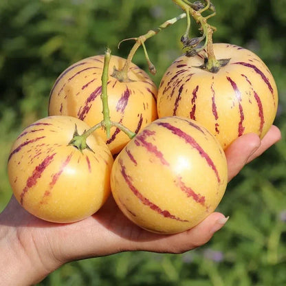 🌿✨Семена от женшен: Открийте силата на природата във вашата градина! 🔥