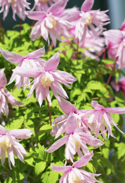 🔥Последните 24 часа – разпродажба на склад с 50% отстъпка! 🪴 Macropetala клематис ✨ Лесен за отглеждане