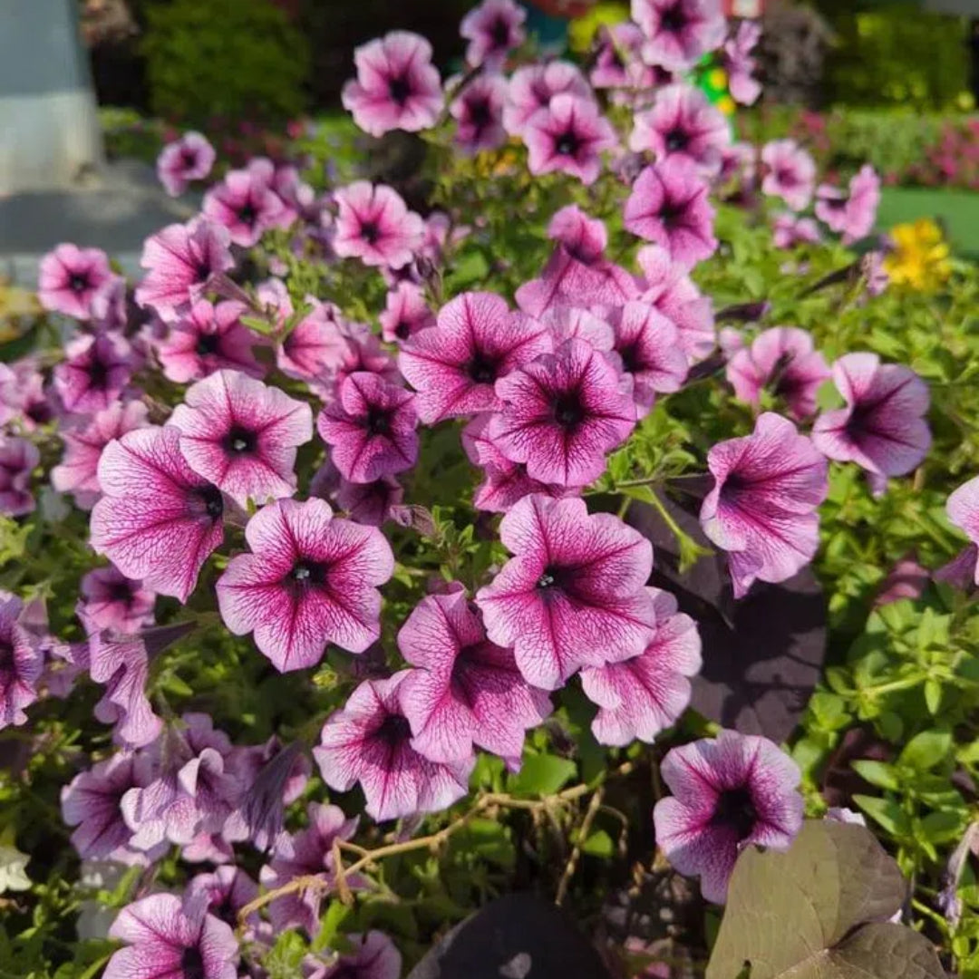 🌱Пролетна промоция🌸Семена от петунии