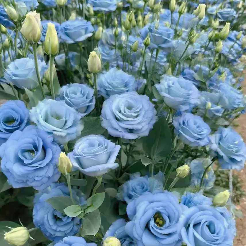 🔥2026 Най-продавано зимно цвете 🌺 Лизиантус - Искрена любов