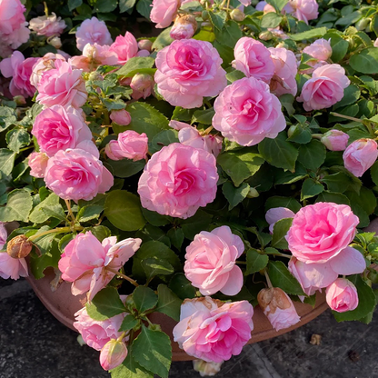 🌸 Семена на двойни нетърпеливци – Лесни за отглеждане, дори начинаещите не трябва да се притесняват.