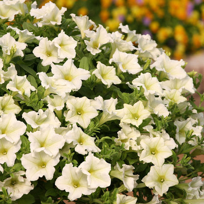 🌱Пролетна промоция🌸Семена от петунии