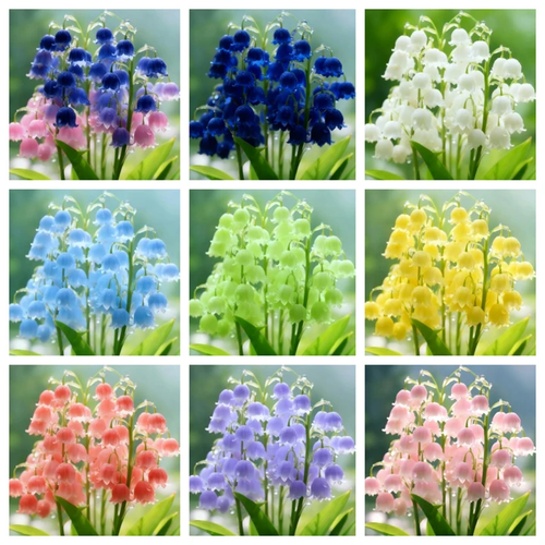 Най-продавани през 2026 г. 🌸 Издръжливи и редки семена от момина сълза - Зимна сеитба