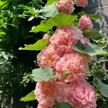 🌸 Семена на двойна ароматна ружа (Alcea розова)