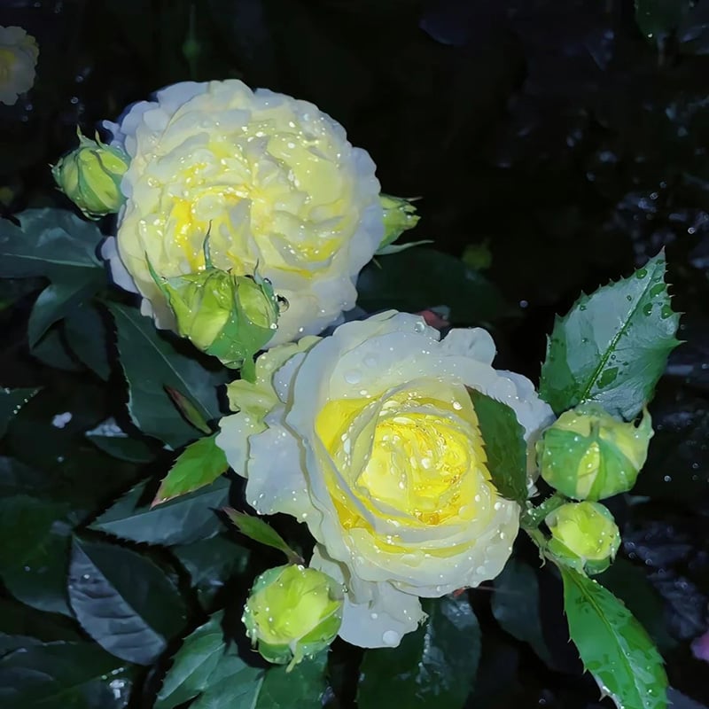 🔥 Последен ден на разпродажбата 💝 Розова еустома без бодли 💐 Семена от лизиантус