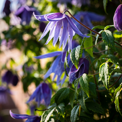 🔥Последните 24 часа – разпродажба на склад с 50% отстъпка! 🪴 Macropetala клематис ✨ Лесен за отглеждане