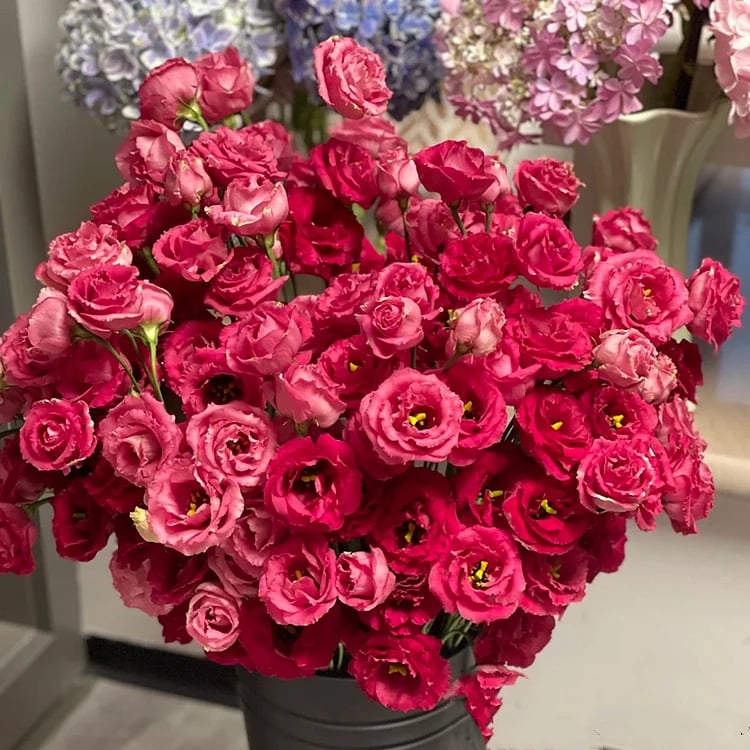 🔥 Последен ден на разпродажбата 💝 Розова еустома без бодли 💐 Семена от лизиантус