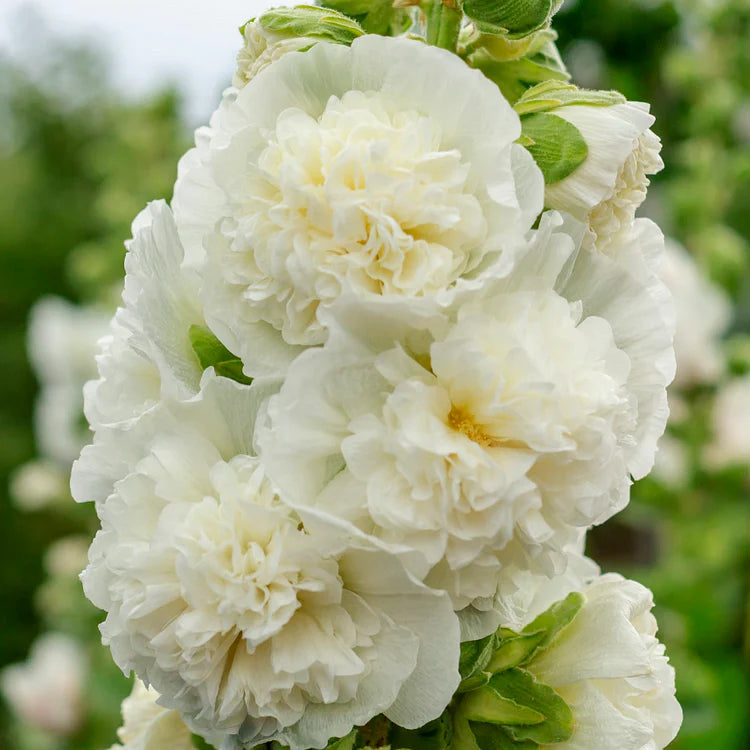 🌸 Семена на двойна ароматна ружа (Alcea розова)