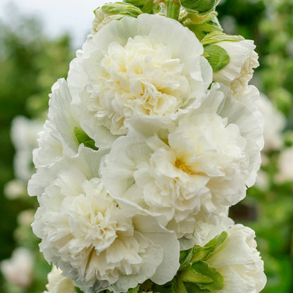 🌸 Семена на двойна ароматна ружа (Alcea розова)