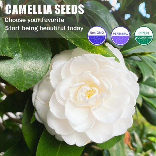 ❄️Зимна разпродажба на цветя🌸Семена от цветя на камелия – 8 романтични цвята, зимна красота в разцвет