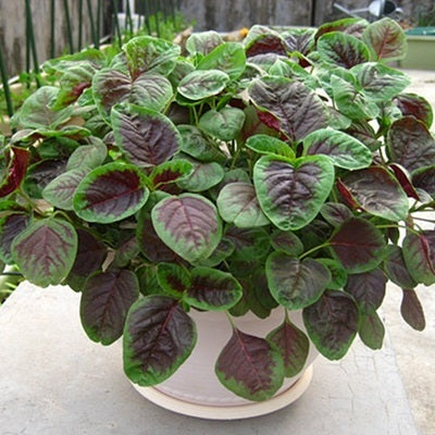 Семена от едролист червен амарант