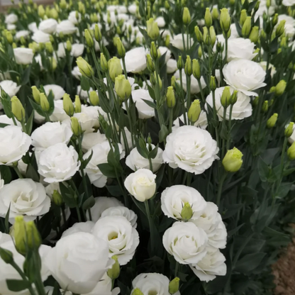 🔥2026 Най-продавано зимно цвете 🌺 Лизиантус - Искрена любов