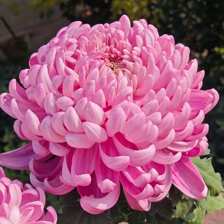 🌺Цветето на елегантността🌼Гигантски семена от хризантема