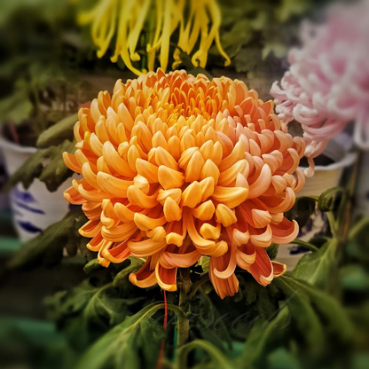 🌺Цветето на елегантността🌼Гигантски семена от хризантема