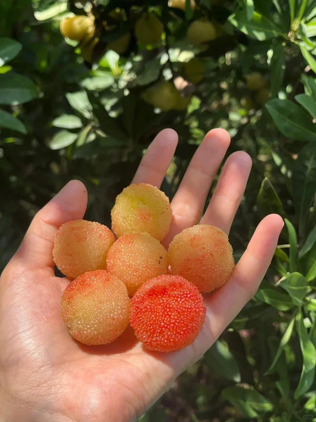 Гигантска боровинка: Размер на топка за пинг-понг, ⭐Смесен вкус на ягоди и череши