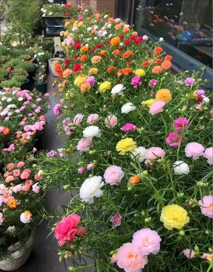 🌸 Семена от портулака (Portulaca) — 🌿 Многогодишни, голямоцъфтящи сортове / Лесни за отглеждане / Идеални за балкон и градина