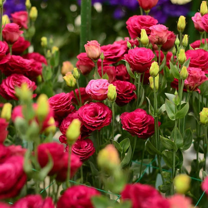 🔥 Последен ден на разпродажбата 💝 Розова еустома без бодли 💐 Семена от лизиантус