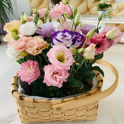 🔥 Последен ден на разпродажбата 💝 Розова еустома без бодли 💐 Семена от лизиантус