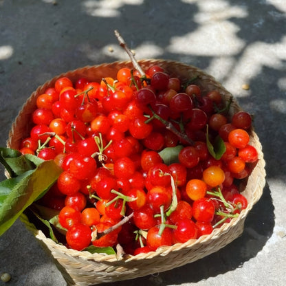 🌟 Гигантски сладки черешови семена – отглеждайте огромни, сочни череши у дома! 🍒✨