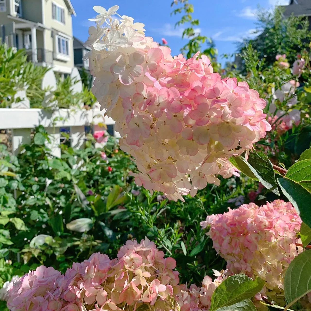 🔥 Ликвидационна разпродажба – последни 2 часа, 50% отстъпка🌸Семена на шишарка от хортензия -Лесни за отглеждане