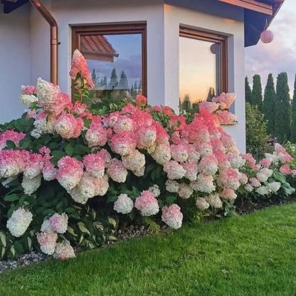 🔥 Ликвидационна разпродажба – последни 2 часа, 50% отстъпка🌸Семена на шишарка от хортензия -Лесни за отглеждане