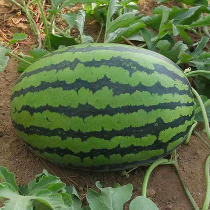 🌱Семена от бонсай пъпеш 🍉Lazy Plant Семена от пъпеш