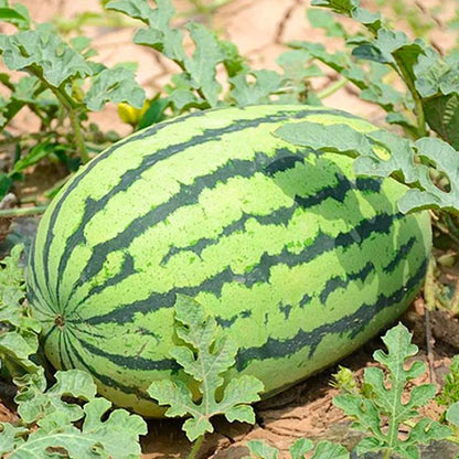 🌱Семена от бонсай пъпеш 🍉Lazy Plant Семена от пъпеш