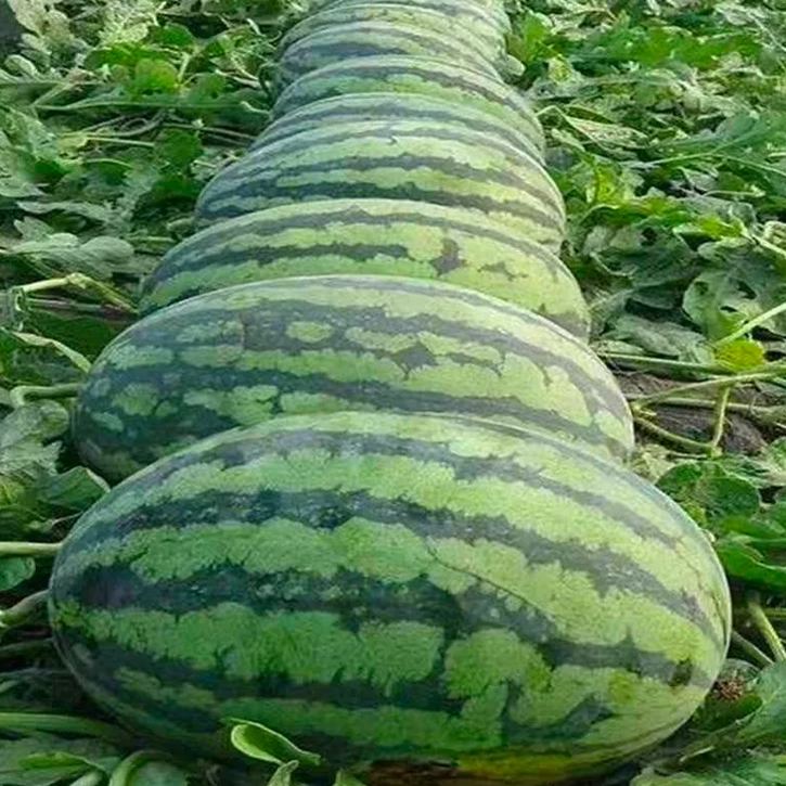 🌱Семена от бонсай пъпеш 🍉Lazy Plant Семена от пъпеш