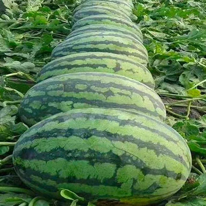 🌱Семена от бонсай пъпеш 🍉Lazy Plant Семена от пъпеш