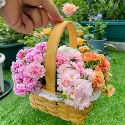 🌱Mix Moss-Rose Portulaca Seeds