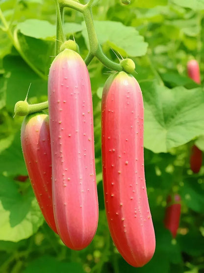 🌟 Семена от краставица Jade Lady🥒 Освежаващи, хрупкави и нежни🍃 първият избор за вкусотия!