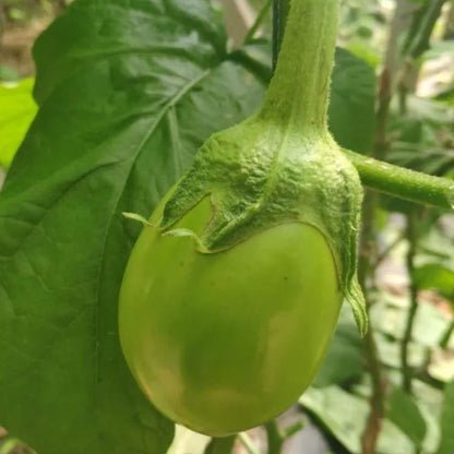 🍆 Семена от патладжан Нубия – райе патладжан