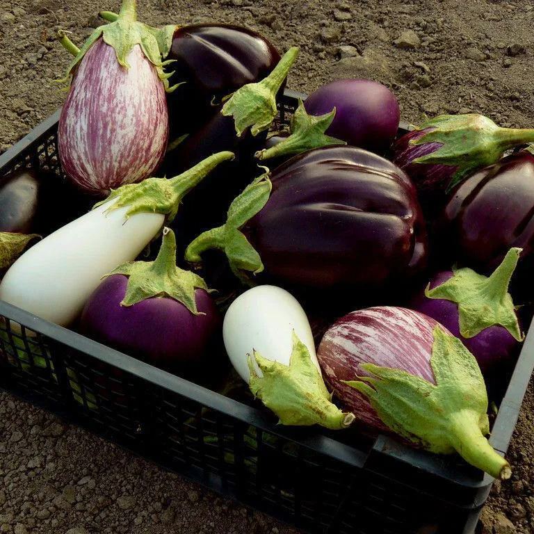 🍆 Семена от патладжан Нубия – райе патладжан