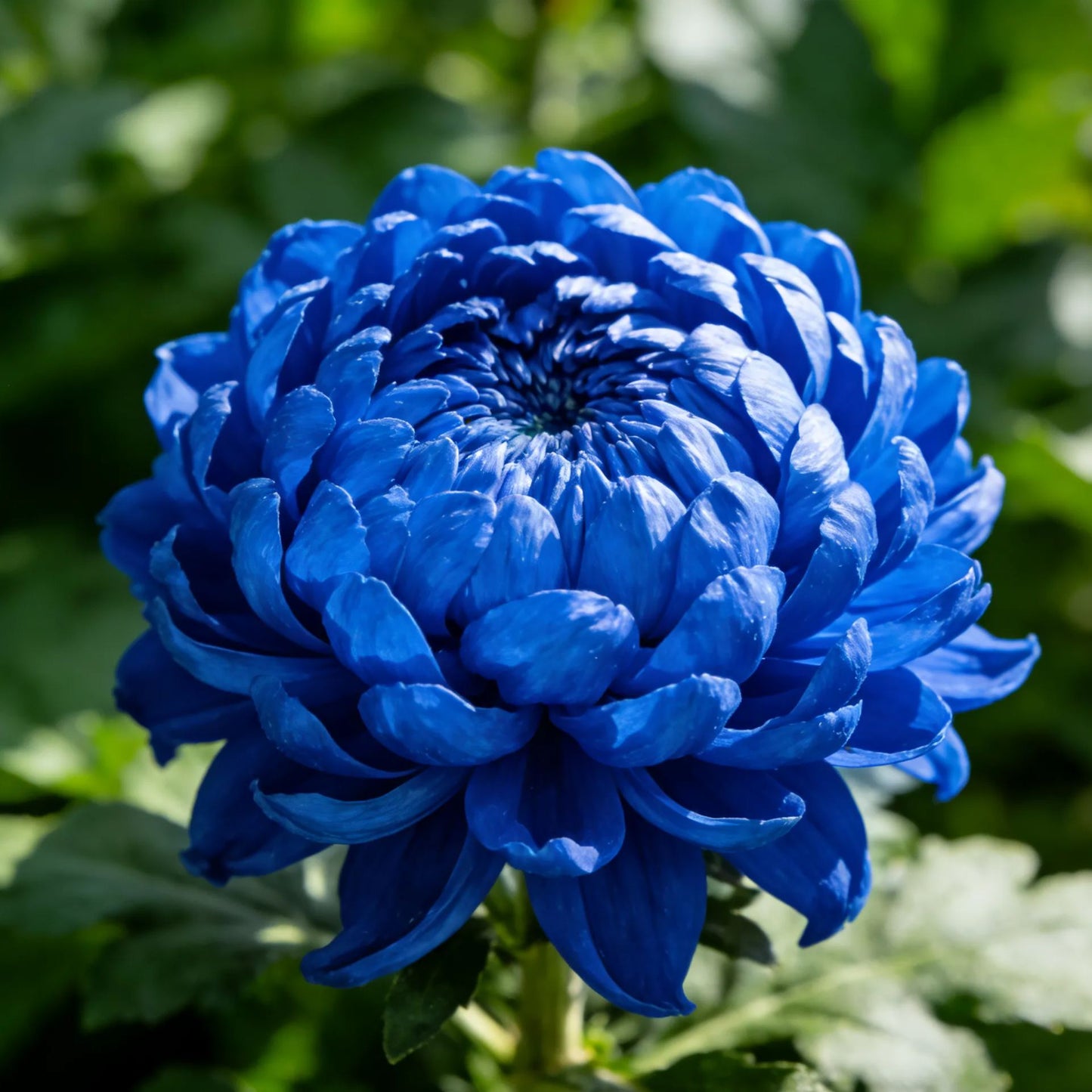 🔥зимни цветя Последни 3 часа: 50% отстъпка🌸Семена от цветни божурни хризантеми