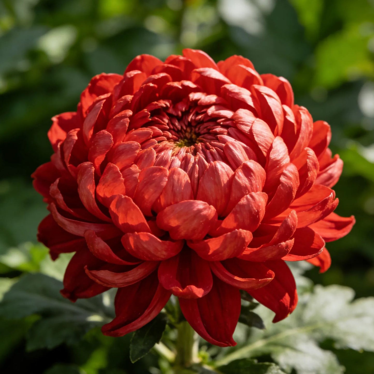 🔥зимни цветя Последни 3 часа: 50% отстъпка🌸Семена от цветни божурни хризантеми