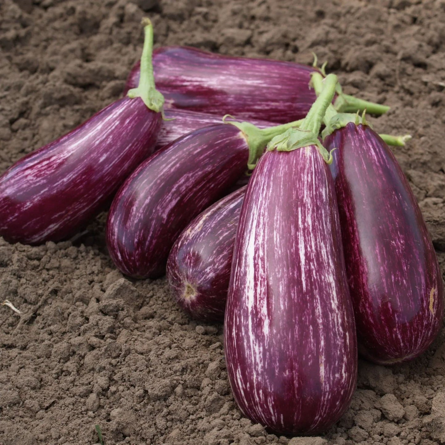 🍆 Семена от патладжан Нубия – райе патладжан