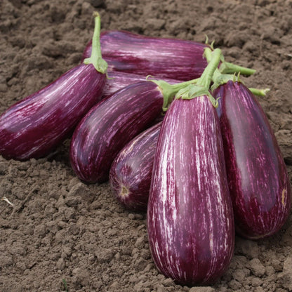 🍆 Семена от патладжан Нубия – райе патладжан