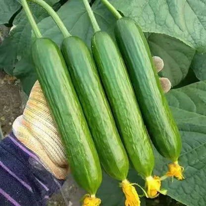 Семена Краставици F1 Superfruit Кластерни Високодобивни