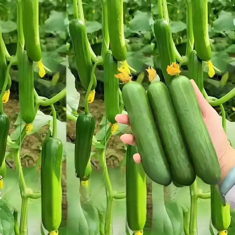 Семена Краставици F1 Superfruit Кластерни Високодобивни