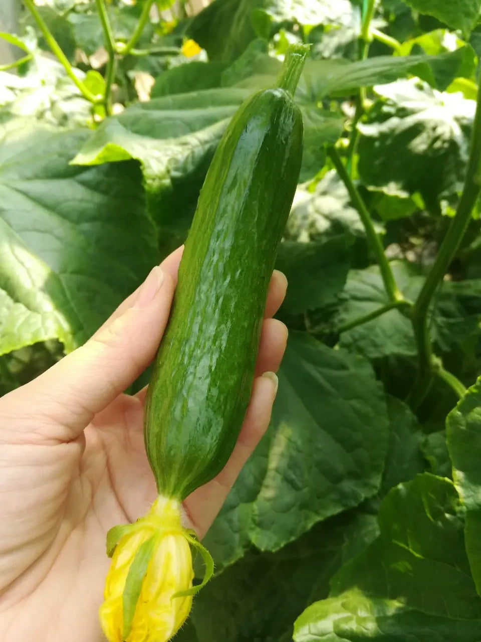 Семена Краставици F1 Superfruit Кластерни Високодобивни