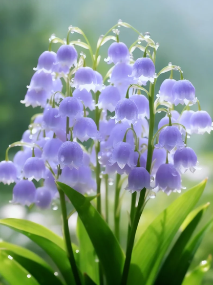 Най-продавани през 2026 г. 🌸 Издръжливи и редки семена от момина сълза - Зимна сеитба