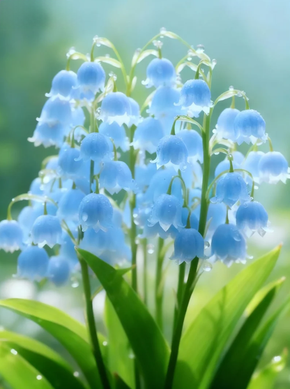 Най-продавани през 2026 г. 🌸 Издръжливи и редки семена от момина сълза - Зимна сеитба