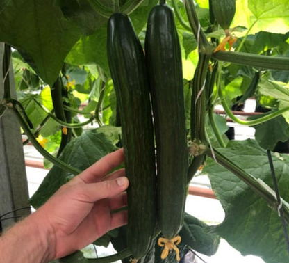 Семена Краставици F1 Superfruit Кластерни Високодобивни