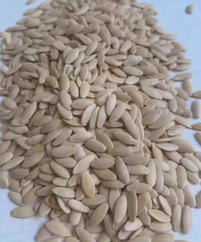 Семена Краставици F1 Superfruit Кластерни Високодобивни